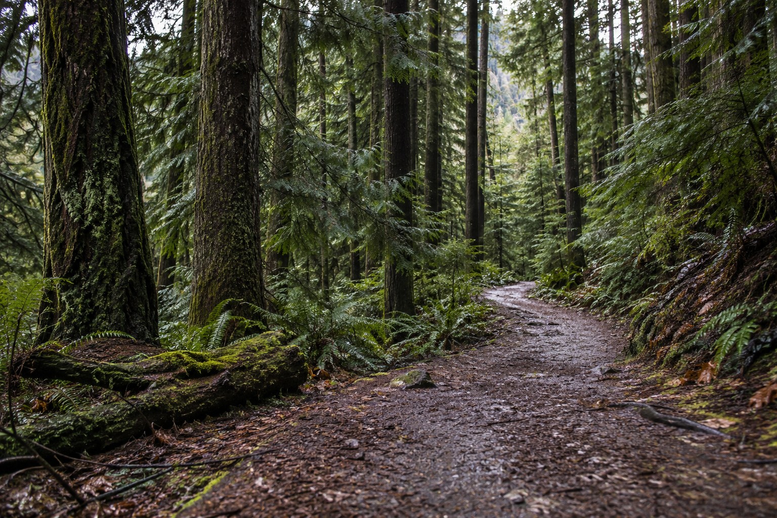 Pacific Northwest woodland path after rain